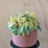 Peperomia caperata ‘Pink Lady’ - 13cm